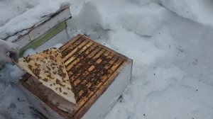 Какие потери после зимовки под снегом/Бакфаст в Сибири