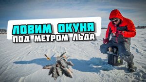 Закрываем сезон 2026 на Шатском водохранилище | Зимняя блесна с Артуда Трио L