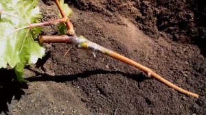 СМОТРЕТЬ ВСЕМ!!! САМЫЙ ПРОВЕРЕННЫЙ СПОСОБ ПОСАДКИ ВИНОГРАДА!