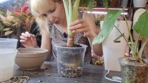 Пересадка Регал Шилдс и монстеры Альба