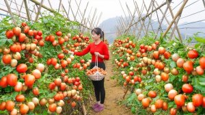 Собираю томаты для продажи на сельском рынке. Нхат