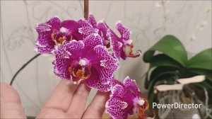 Обзор цветения орхидей в марте 2026 г. Продолжение.