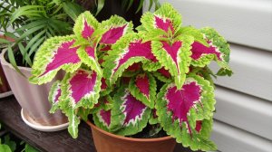 Черенкование колеусов и пеларгоний