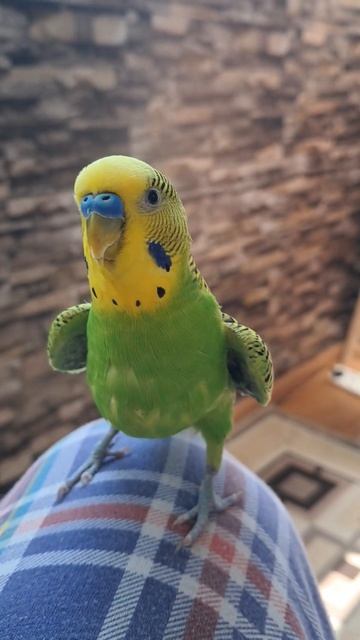 Кеша решает вопросики #birds смотреть онлайн