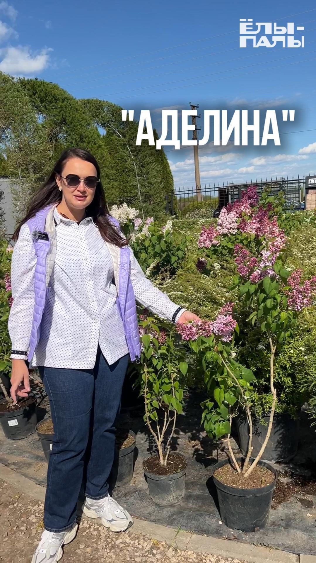 Сирень обыкновенная `Аделина` РС