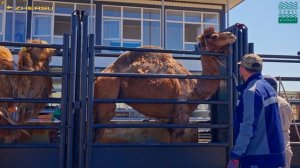 Зачем стричь верблюда, если он линяет сам? Секреты лечебной шерсти от академика Баймуканова