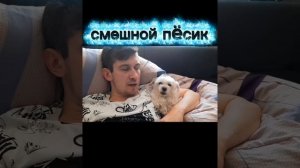 смешной пес балапес