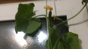 Огурец на подоконнике, дома! Возможно ли? У меня получилось!!!