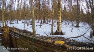 LIVE: На лесной опушке. Природа онлайн