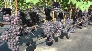 Виноград Отрок 2024г Кусту 3г.  +/-40кг.