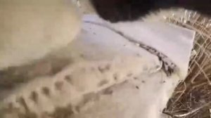 ВЛАДЕЛЕЦ ОДЕЛ КОТУ ВИДЕОКАМЕРУ🐱 И ВОТ ЧТО ОН УВИДЕЛ ПРОСМОТРЕВ ЗАПИСЬ❗😲🔞🙀📵🙀🙀