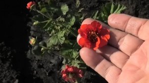 Первые всходы гравилата на рассаду