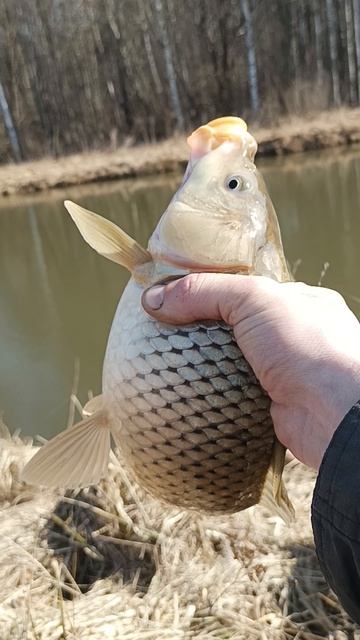 Сезон открыт!!! Карп на поплавок!