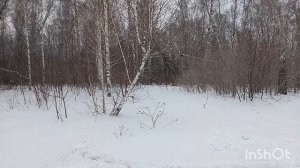 Прогулка по Бугринской роще, Новосибирск.