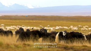 བོད་གཞས་གསར་པ་༢༠༢༦༼ང་ཡི་ཕ་ཡུལ།༽ལེན་མཁན། པདྨ་བཟང་པོ། ࿉ by Pema Sangpo 2026 Full HD