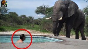 Невероятные встречи со слонами едва не закончившиеся трагедией.