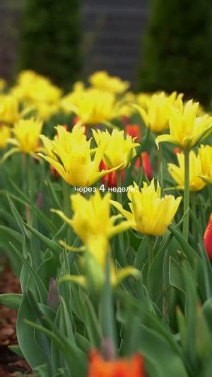 За что вы любите весну?