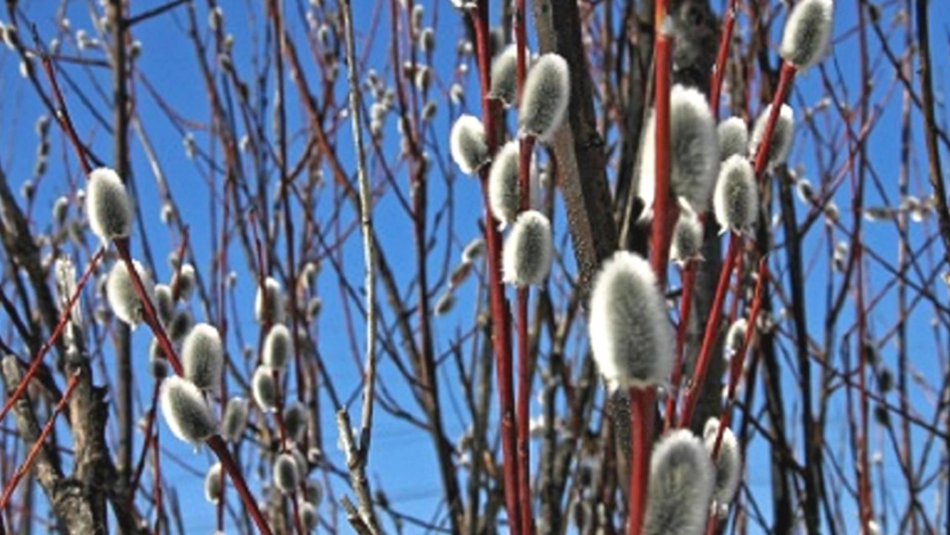 Народные праздники марта с 21 по 25 .