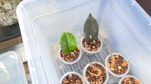 Обзор коллекции комнатных растений [март 2026]