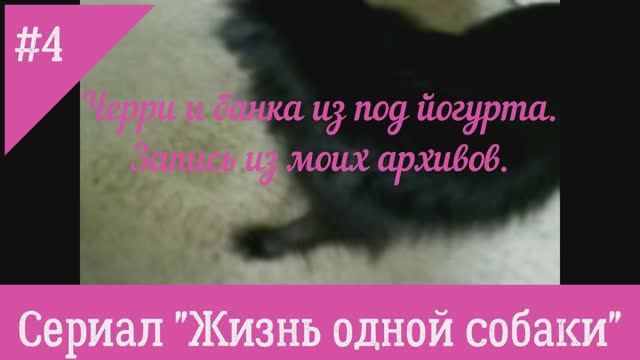 Черри и банка из под йогурта. Запись из моих архивов.  №4 "Жизнь одной собаки"