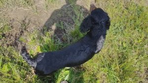 Послушание спаниеля Че