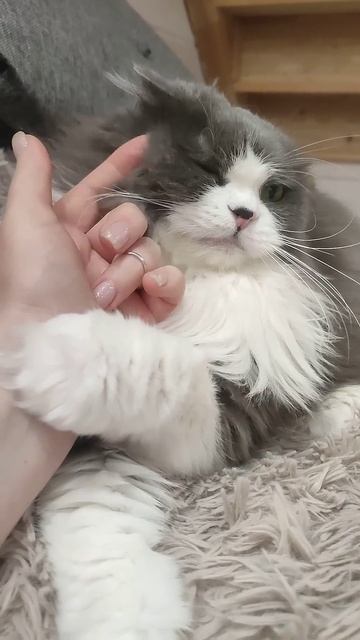 Какой же он милый 😍😍😍🐱