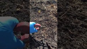 Обработка клубники. Урожай вёдрами