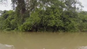 РЫБАЛКА НА РЕКЕ АМАЗОНКА