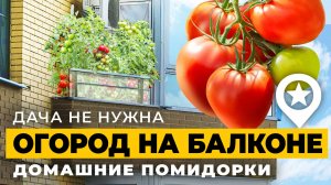 Как я выращиваю помидоры пятый год подряд у себя на балконах. Вкусные и ароматные томаты.