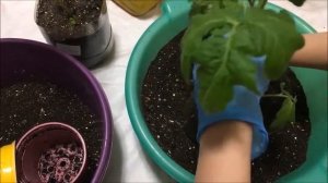 Как пересаживать томаты. Секреты хорошей корневой.