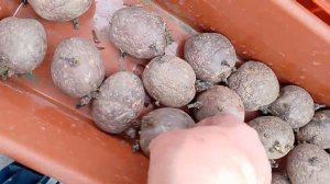 Картофель семенной. Сорт Шарвари-пирошка