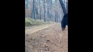 Дикие животные битва .Медведь и кабан.