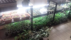 18.03.2026 Обзор рассады на стеллажах.