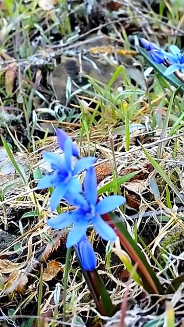 В лесу возле гор распустились пролески и пробивается молодая трава.Красота!