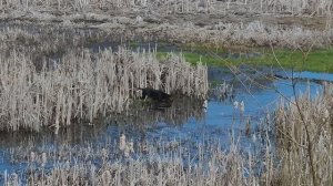 Работа спаниеля Че по слетевшей утке кряквы, сбой послушания.