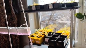 8-15.03.2026 Динамика роста рассады. Пикировка и потери.