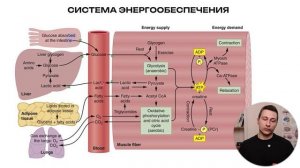 29. Энергетика мышечных волокон