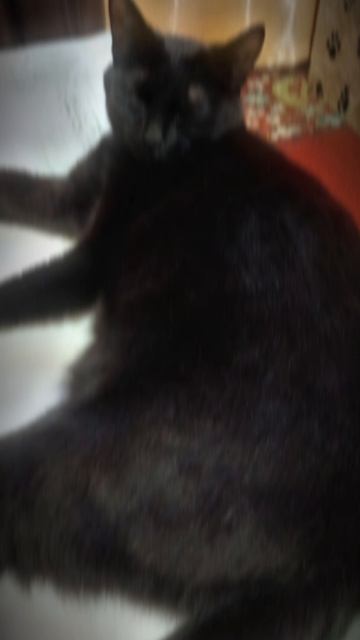 Эдит с Бусинькой🐈⬛ (Идея моя!! Брать строго с отметкой!!!)