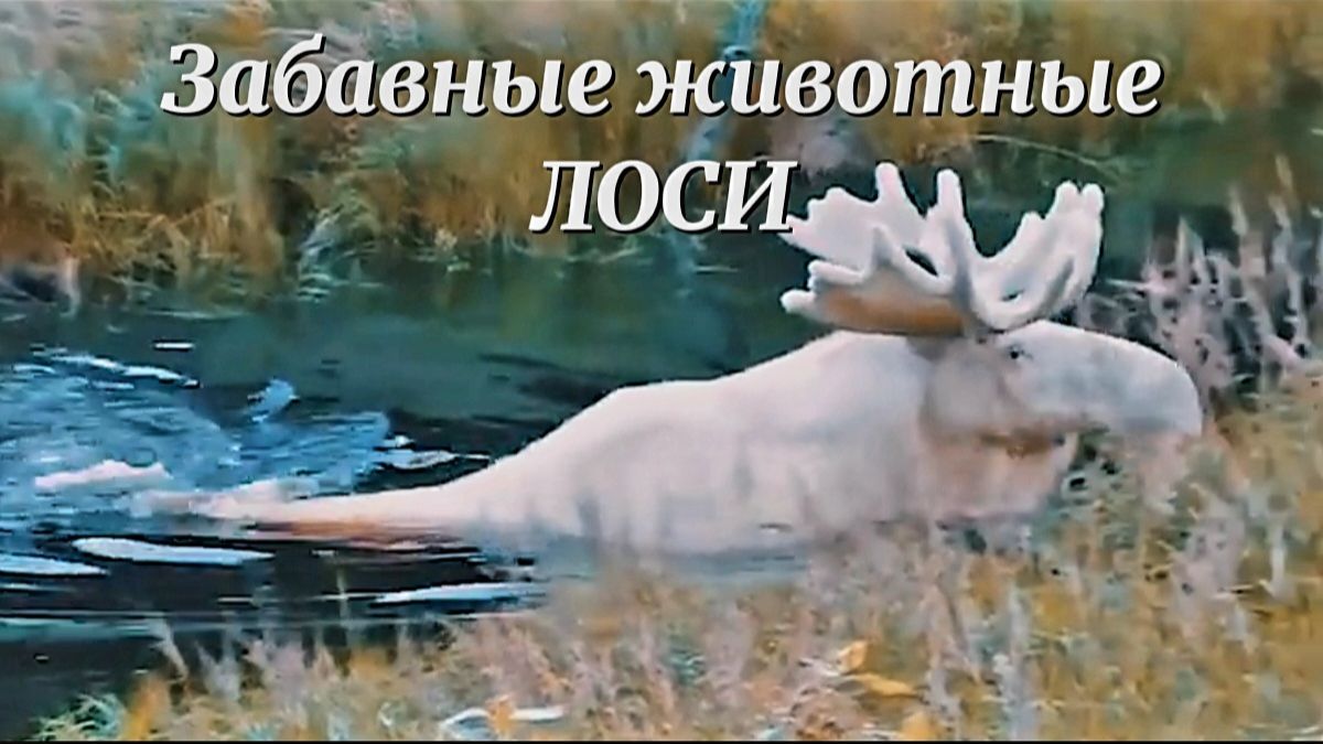 Забавные животные. ЛОСИ в местах своего обитания. Встречи сохатых с людьми. Белый лось альбинос