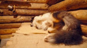 ЖИВУ В ДИКОМ ЛЕСУ С СОБАКОЙ