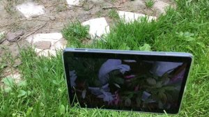 Вот это старый пень!