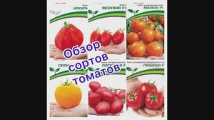 Обзор томатов сезон 2026