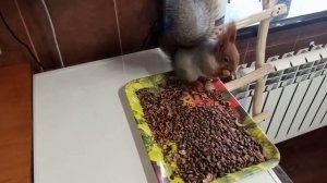 ранние друзья, белки