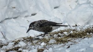 Зимняя Сказка Кузбасской Тайги