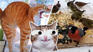 Кино для Котиков / Movies for our Kitties