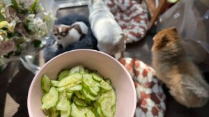 Все с удовольствием похрустели зеленушкой.