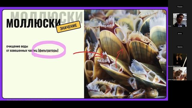 Моллюски (ср 11-30)