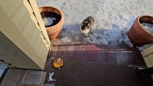 🔥 Пират перегородил дорогу Еноту; Клёпа выступает, Уголек лезет в кормушку к птицам🐈⬛🐈