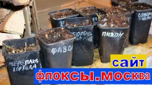 ФЛОКСЫ САЖЕНЦЫ В ГОРШКАХ упаковка доставка сдэком