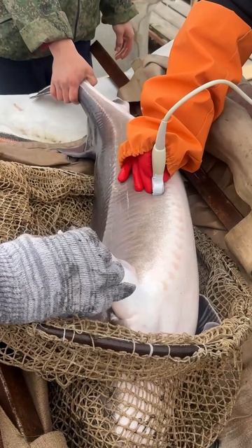 Делаем узи осетрам.